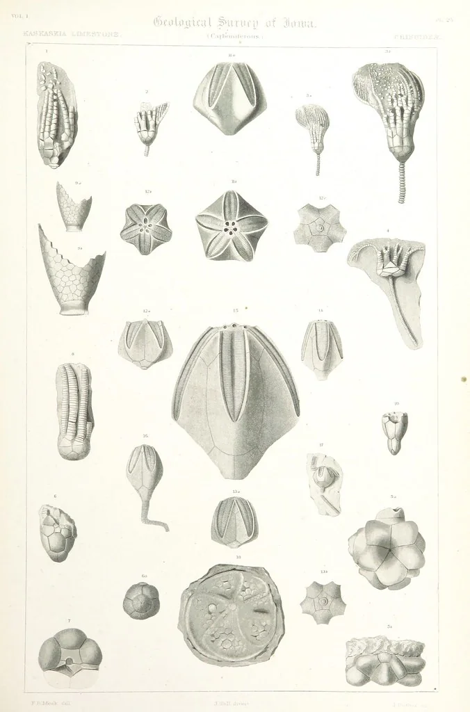 An illustration from Report on the Geological Survey of Iowa. By J. Hall, J. D. Whitney. [With maps.] vol. 1, 1858, leaf 343
