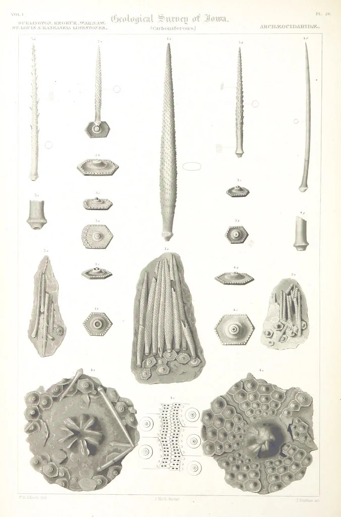 An illustration from Report on the Geological Survey of Iowa. By J. Hall, J. D. Whitney. [With maps.] vol. 1, 1858, leaf 346