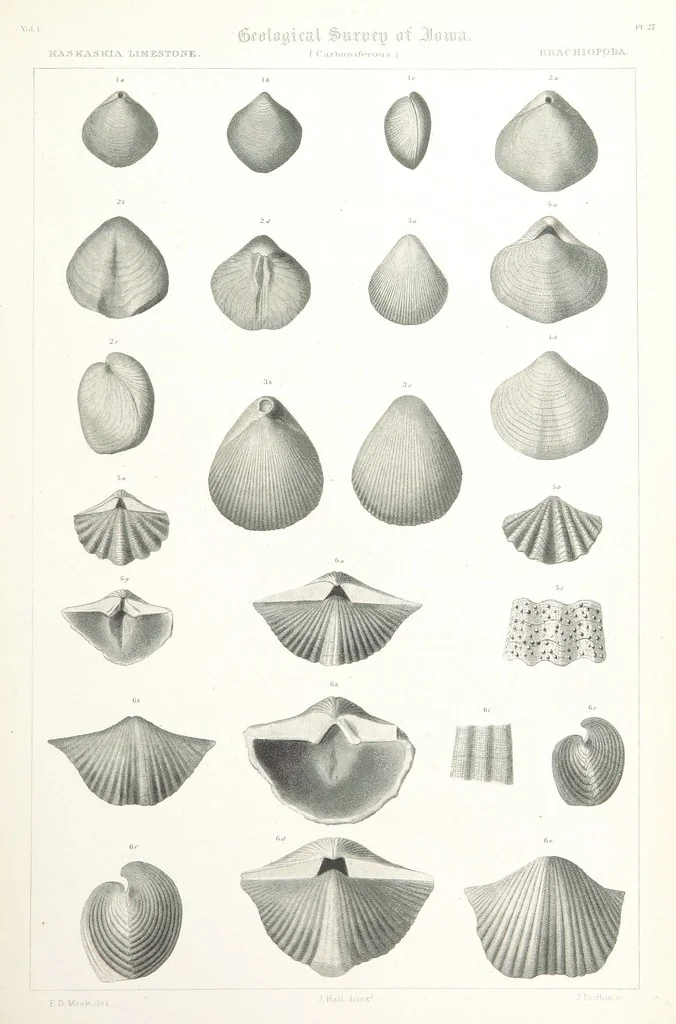 An illustration from Report on the Geological Survey of Iowa. By J. Hall, J. D. Whitney. [With maps.] vol. 1, 1858, leaf 349