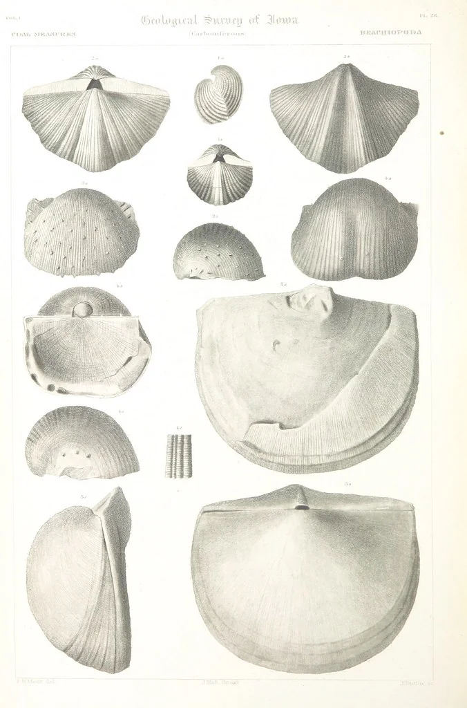 An illustration from Report on the Geological Survey of Iowa. By J. Hall, J. D. Whitney. [With maps.] vol. 1, 1858, leaf 352