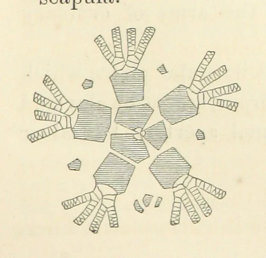 An illustration from Report on the Geological Survey of Iowa. By J. Hall, J. D. Whitney. [With maps.] vol. 1, 1858, leaf 65