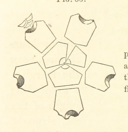An illustration from Report on the Geological Survey of Iowa. By J. Hall, J. D. Whitney. [With maps.] vol. 1, 1858, leaf 70