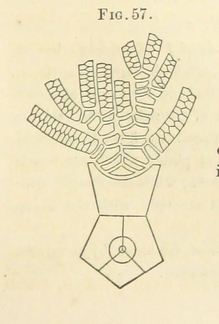 An illustration from Report on the Geological Survey of Iowa. By J. Hall, J. D. Whitney. [With maps.] vol. 1, 1858, leaf 71