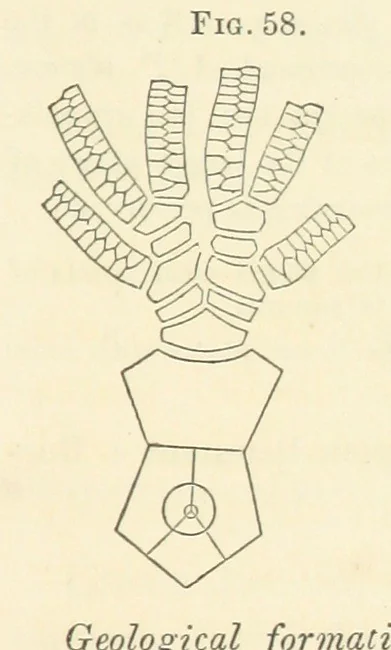 An illustration from Report on the Geological Survey of Iowa. By J. Hall, J. D. Whitney. [With maps.] vol. 1, 1858, leaf 73