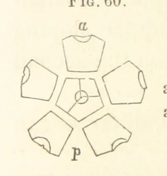 An illustration from Report on the Geological Survey of Iowa. By J. Hall, J. D. Whitney. [With maps.] vol. 1, 1858, leaf 78