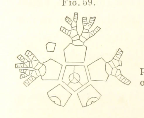 An illustration from Report on the Geological Survey of Iowa. By J. Hall, J. D. Whitney. [With maps.] vol. 1, 1858, leaf 78