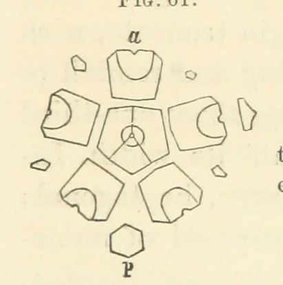An illustration from Report on the Geological Survey of Iowa. By J. Hall, J. D. Whitney. [With maps.] vol. 1, 1858, leaf 79