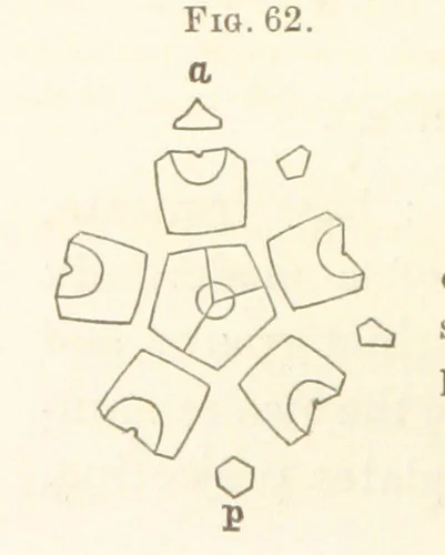 An illustration from Report on the Geological Survey of Iowa. By J. Hall, J. D. Whitney. [With maps.] vol. 1, 1858, leaf 80