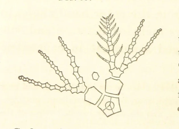 An illustration from Report on the Geological Survey of Iowa. By J. Hall, J. D. Whitney. [With maps.] vol. 1, 1858, leaf 82