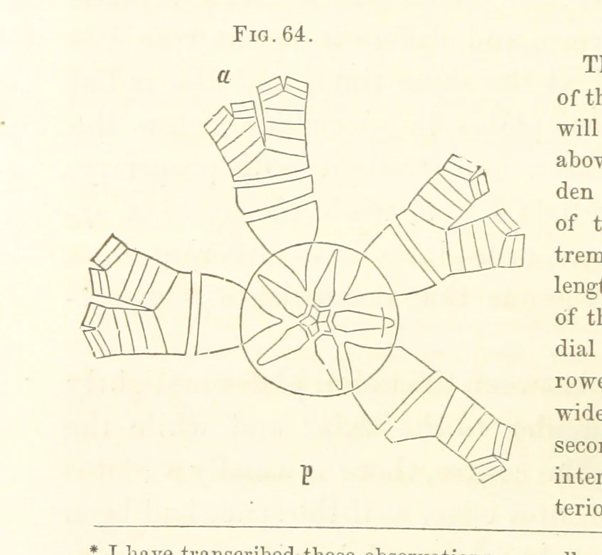 An illustration from Report on the Geological Survey of Iowa. By J. Hall, J. D. Whitney. [With maps.] vol. 1, 1858, leaf 84