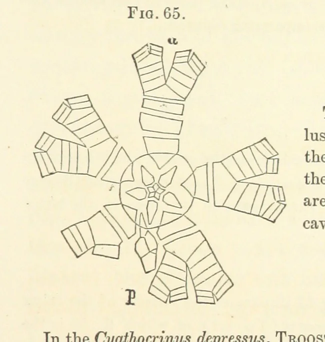 An illustration from Report on the Geological Survey of Iowa. By J. Hall, J. D. Whitney. [With maps.] vol. 1, 1858, leaf 85