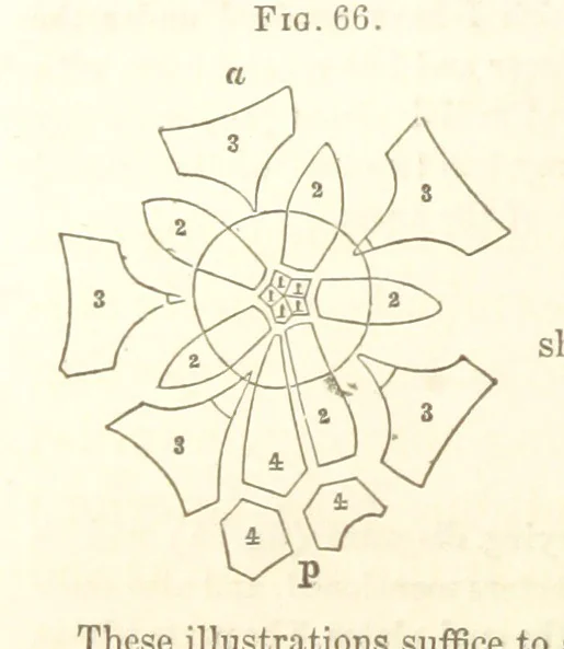 An illustration from Report on the Geological Survey of Iowa. By J. Hall, J. D. Whitney. [With maps.] vol. 1, 1858, leaf 86