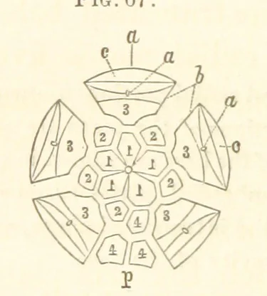 An illustration from Report on the Geological Survey of Iowa. By J. Hall, J. D. Whitney. [With maps.] vol. 1, 1858, leaf 86