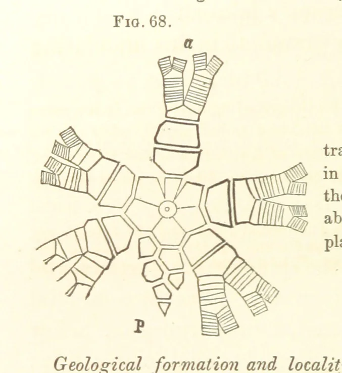 An illustration from Report on the Geological Survey of Iowa. By J. Hall, J. D. Whitney. [With maps.] vol. 1, 1858, leaf 88
