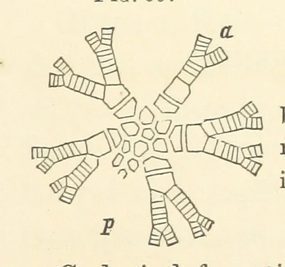 An illustration from Report on the Geological Survey of Iowa. By J. Hall, J. D. Whitney. [With maps.] vol. 1, 1858, leaf 89