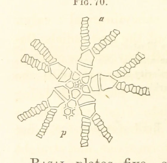 An illustration from Report on the Geological Survey of Iowa. By J. Hall, J. D. Whitney. [With maps.] vol. 1, 1858, leaf 90