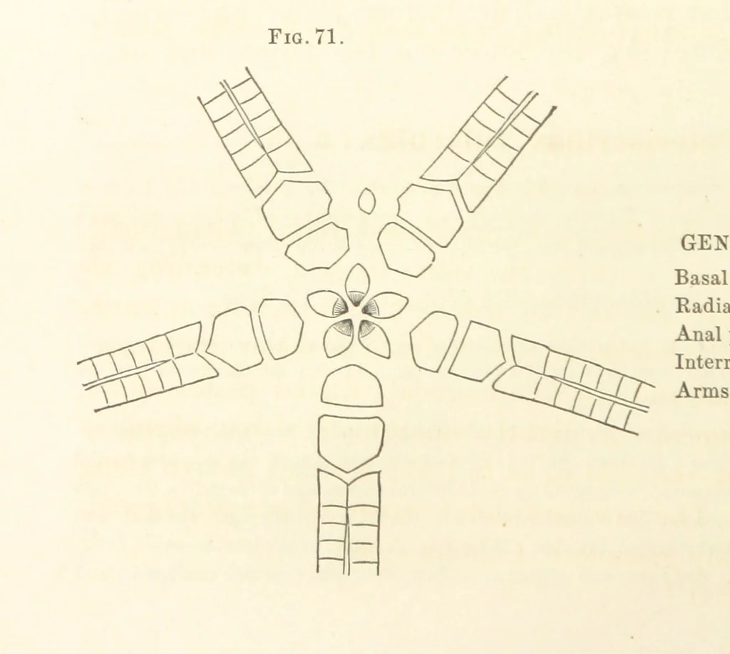 An illustration from Report on the Geological Survey of Iowa. By J. Hall, J. D. Whitney. [With maps.] vol. 1, 1858, leaf 92