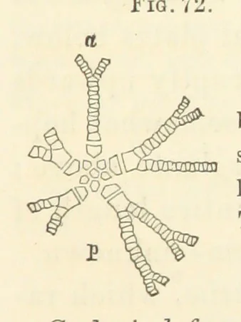 An illustration from Report on the Geological Survey of Iowa. By J. Hall, J. D. Whitney. [With maps.] vol. 1, 1858, leaf 93