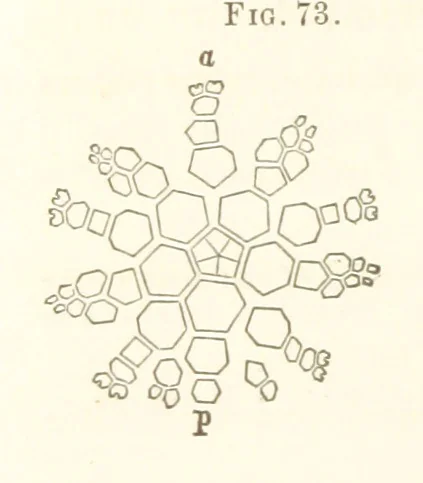 An illustration from Report on the Geological Survey of Iowa. By J. Hall, J. D. Whitney. [With maps.] vol. 1, 1858, leaf 96