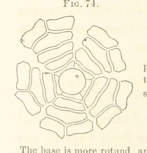 An illustration from Report on the Geological Survey of Iowa. By J. Hall, J. D. Whitney. [With maps.] vol. 1, 1858, leaf 98