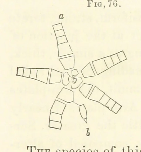 An illustration from Report on the Geological Survey of Iowa. By J. Hall, J. D. Whitney. [With maps.] vol. 1, 1858, leaf 99