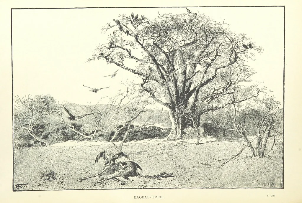An illustration from The Wild Tribes of the Soudan. An account of travel and sport, chiefly in the Basé country, etc, 1883, leaf 332