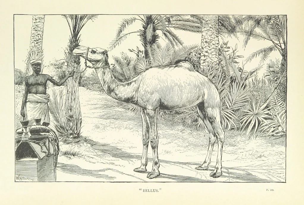 An illustration from The Wild Tribes of the Soudan. An account of travel and sport, chiefly in the Basé country, etc, 1883, leaf 51
