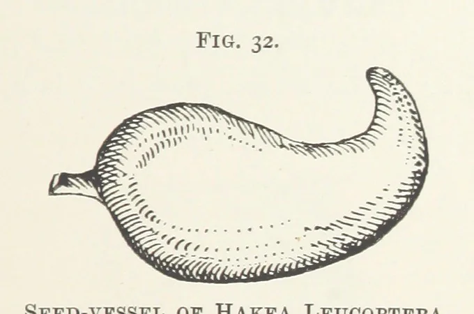 An illustration from Getting Gold. A practical treatise for prospectors, miners and students ... With illustrations, 1897, leaf 151