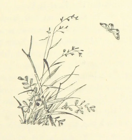 An illustration from The Brotherhood of the Coast. [A romance, 1895, leaf 139
