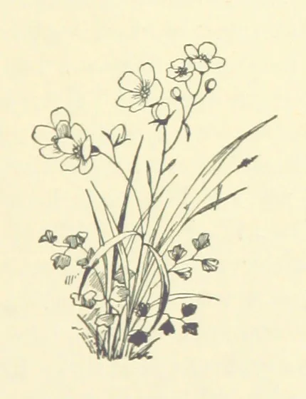 An illustration from The Brotherhood of the Coast. [A romance, 1895, leaf 229