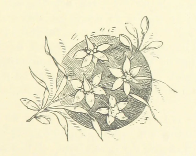 An illustration from The Brotherhood of the Coast. [A romance, 1895, leaf 343