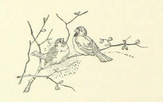An illustration from The Brotherhood of the Coast. [A romance, 1895, leaf 350