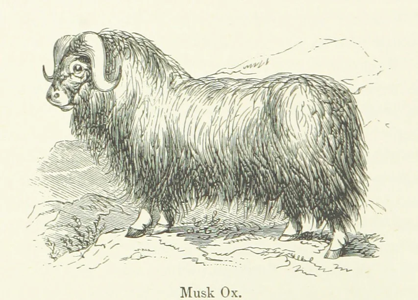 An illustration from The Paradise of the North ... With ... illustrations, etc, 1892, leaf 184