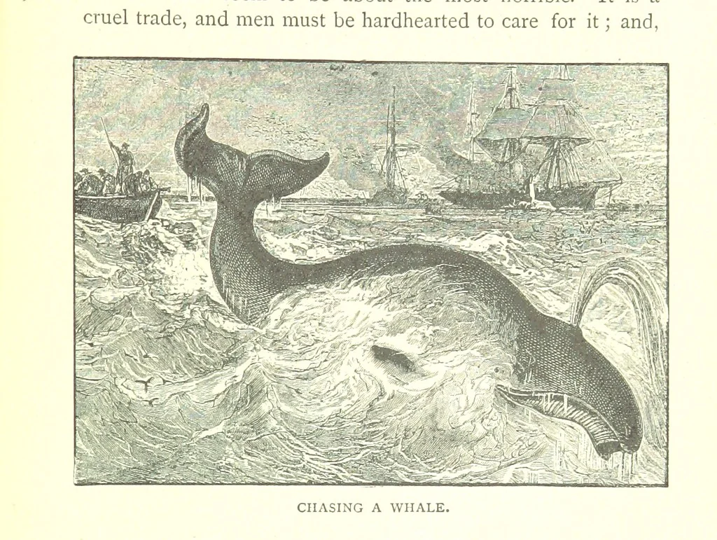 An illustration from Ships, Sailors, and the Sea, etc, 1887, leaf 251