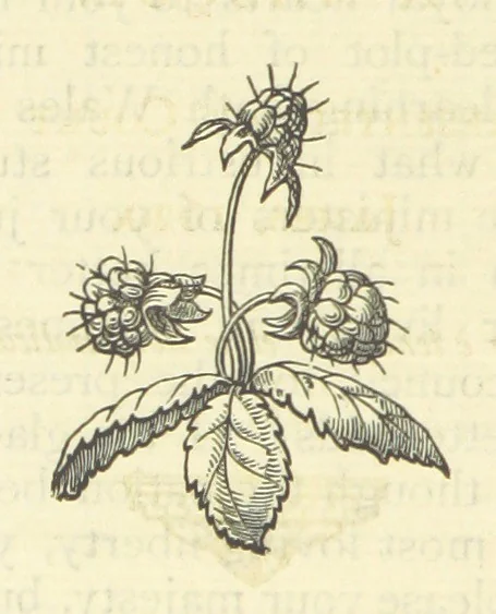 An illustration from The works of Ben Jonson. With a biographical memoir, by William Gifford. A new edition, 1875, leaf 344