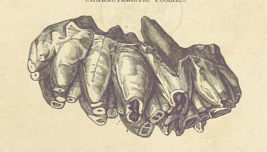 An illustration from The Student's Manual of Geology, 1862, leaf 11