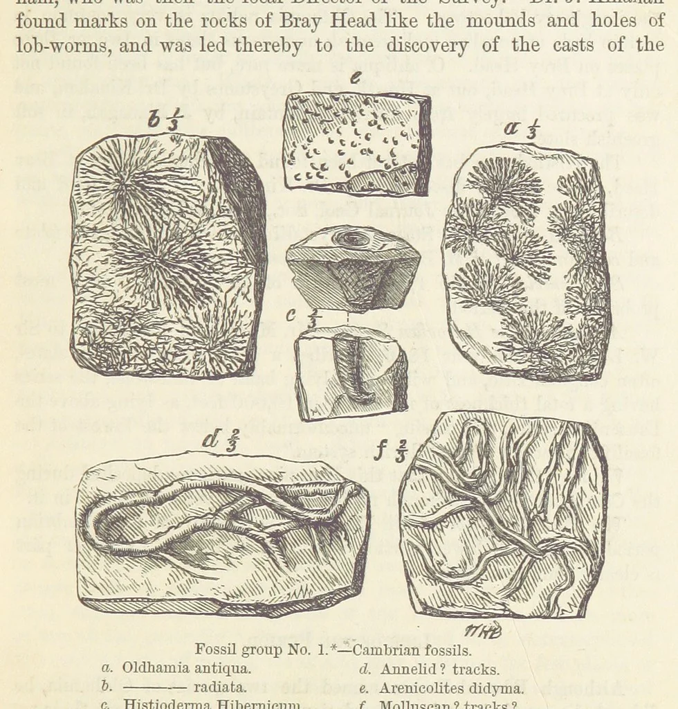 An illustration from The Student's Manual of Geology, 1862, leaf 465