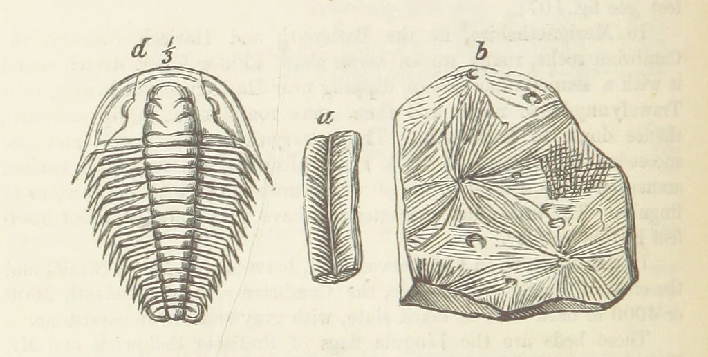 An illustration from The Student's Manual of Geology, 1862, leaf 472