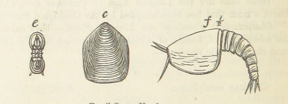 An illustration from The Student's Manual of Geology, 1862, leaf 472