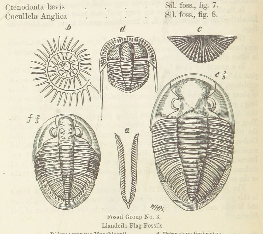 An illustration from The Student's Manual of Geology, 1862, leaf 474