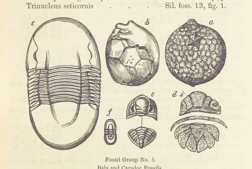 An illustration from The Student's Manual of Geology, 1862, leaf 479
