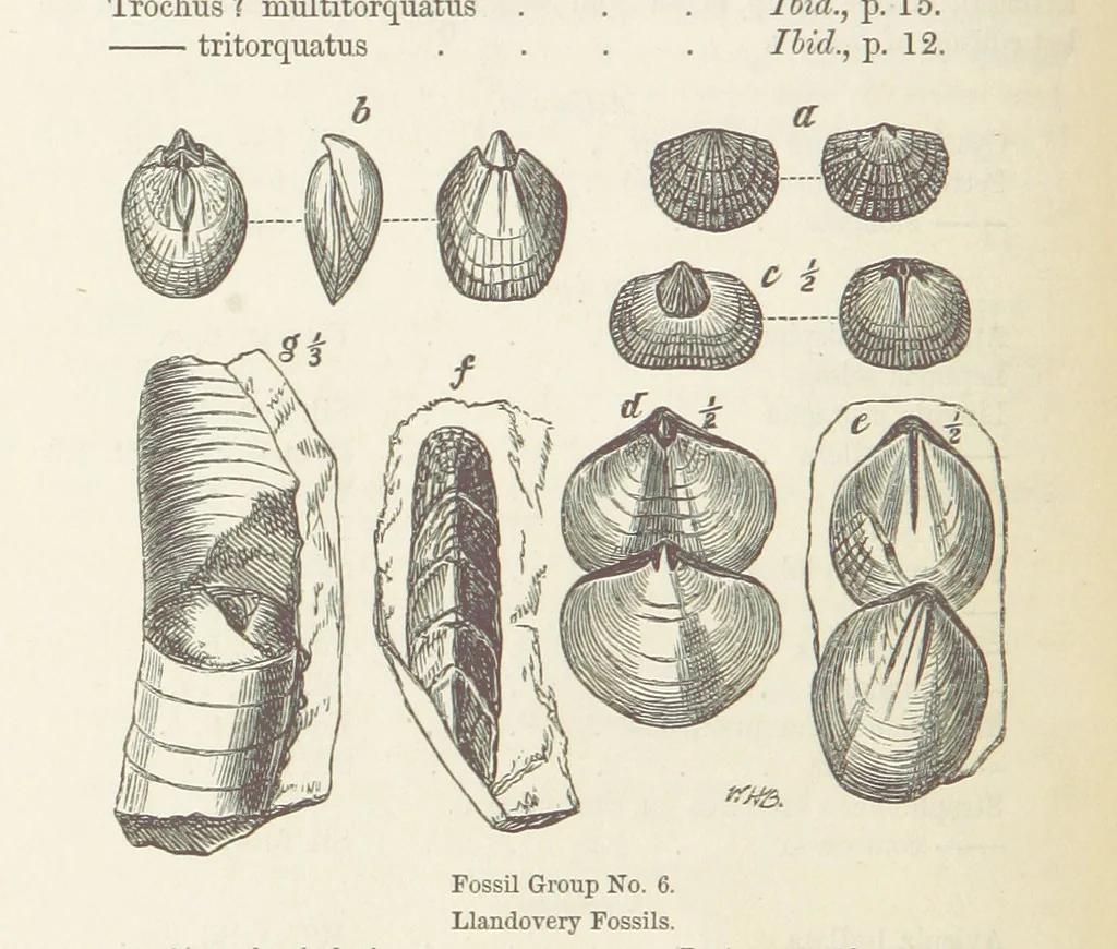 An illustration from The Student's Manual of Geology, 1862, leaf 498