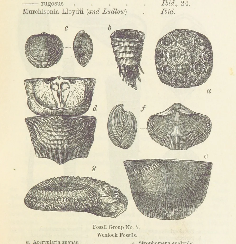An illustration from The Student's Manual of Geology, 1862, leaf 501