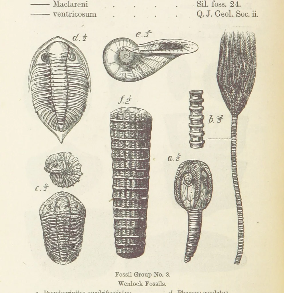 An illustration from The Student's Manual of Geology, 1862, leaf 502