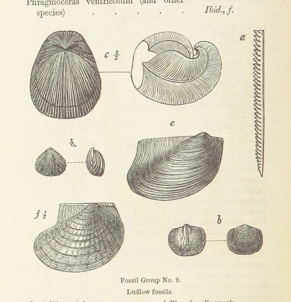 An illustration from The Student's Manual of Geology, 1862, leaf 506