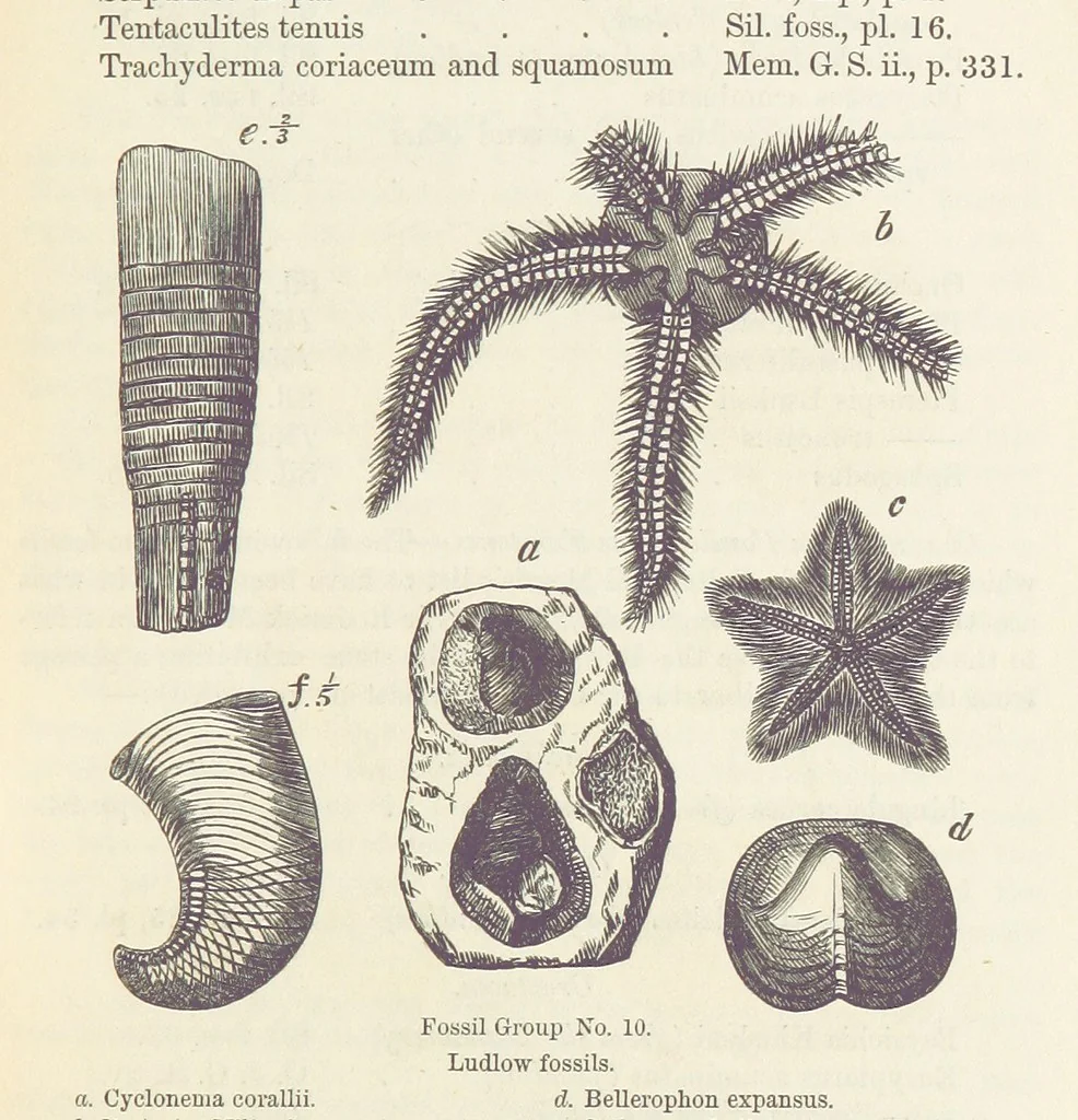 An illustration from The Student's Manual of Geology, 1862, leaf 507
