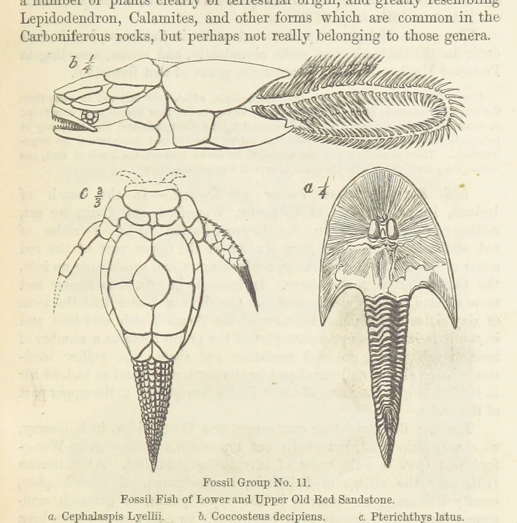 An illustration from The Student's Manual of Geology, 1862, leaf 525
