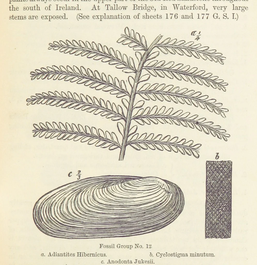 An illustration from The Student's Manual of Geology, 1862, leaf 527