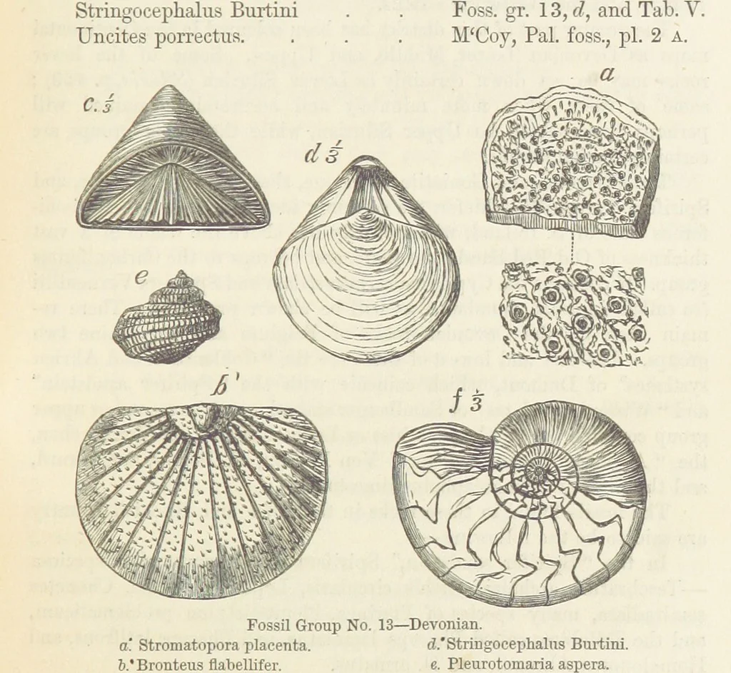 An illustration from The Student's Manual of Geology, 1862, leaf 529