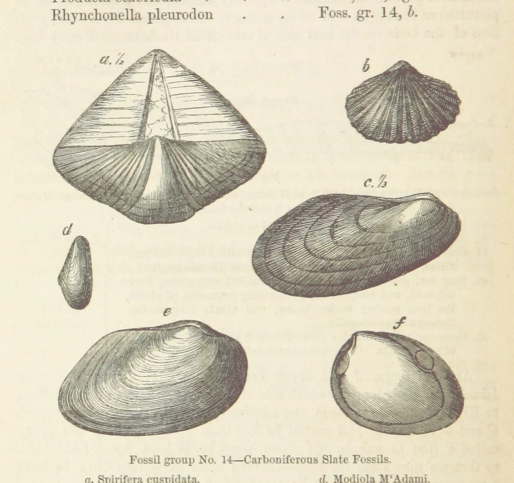 An illustration from The Student's Manual of Geology, 1862, leaf 536